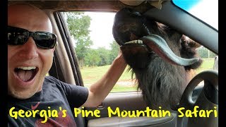 The Wild Animal Safari in Pine Mountain Georgia [upl. by Papp433]