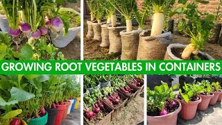 Container Gardening 101  Growing Root Vegetables In Containers [upl. by Sueaddaht]