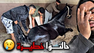 الحصـان الي نقـذناه 🥹 حالتوا كارتــية دعاو معاه مسكيــن 😢… [upl. by Aneres]