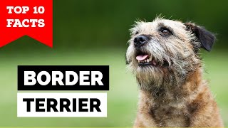 Border Terrier  Top 10 Facts [upl. by Stelmach568]