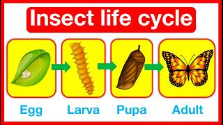 Insect Life Cycle 🤔  Butterfly amp Dragonfly life cycle  metamorphosis vs incomplete metamorphosis [upl. by Ninel]