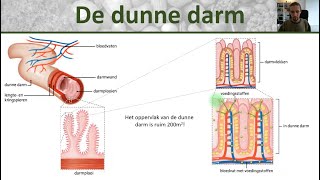 Bio  Voedingsstoffen opnemen  Opbouw dunne darm darmvlokken en darmplooien  Voedsel 4 [upl. by Breen342]