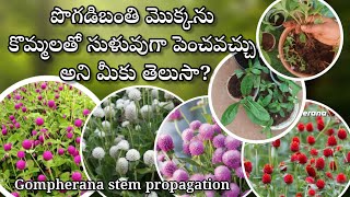 how to grow Gompherana plant from cuttings  gardening  gompherana plant propagation [upl. by Gavan689]