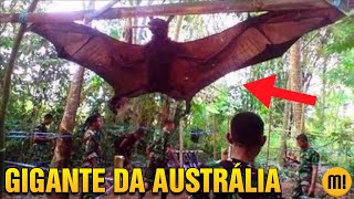 Você conhece o MORCEGO GIGANTE Australiano [upl. by Heady]