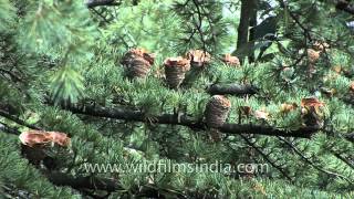 Deodar cones on a Himalayan Cedar tree [upl. by Carter]