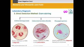 Neisseria and Moraxella Gram Negative Cocci [upl. by Heuser930]