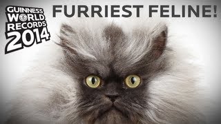 Colonel Meow  Longest Fur On A Cat  Guinness World Records [upl. by Aidam]