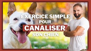 Exercice simple pour canaliser son chien [upl. by Orianna]