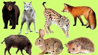 Learn Names and Sound Forest animals for Kids in Englis [upl. by Refeinnej]