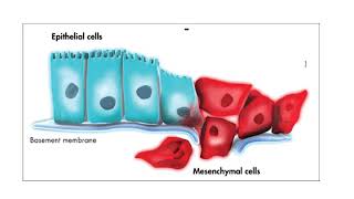 Organogenesis ektoderm dan prinsip prinsip dasarnya [upl. by Sukin239]