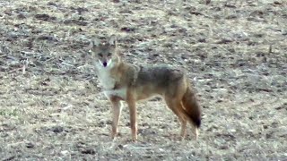 Coyote comes to the cottontail  October 27th 2024 [upl. by Barbuto]