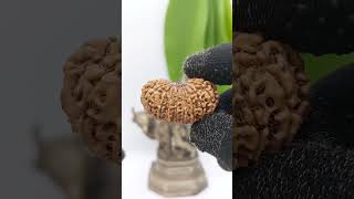 19 Mukhi Rudraksha  Who Should Wear 19 Mukhi Rudraksha And Why   Benefits Of 19 Mukhi Rudraksha [upl. by Gibrian]