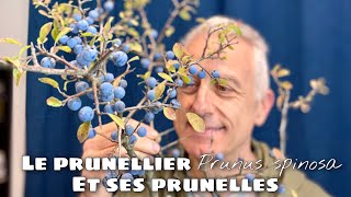 Le prunellier Prunus spinosa et ses petites prunelles [upl. by Rfinnej]