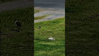 Baby Plovers [upl. by Rico]