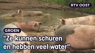 Varkensboerin Nieske heeft de perfecte modderpoel voor haar varkens  RTV Oost [upl. by Isoj]