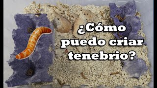 Cómo criar TENEBRIOS para ALIMENTO VIVO 2021 JonAnt [upl. by Lemrahs86]