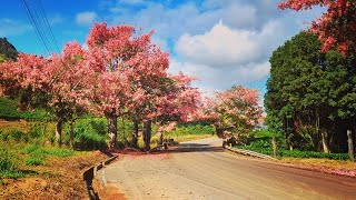 PaineiraRosa  Ceiba speciosa em Rosa de Saron Ãguia Branca ES [upl. by Ehsrop]