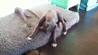 Blue american staffordshire terrier Patser the Movie part 1 [upl. by Olcott]