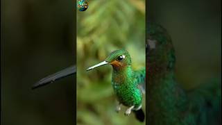 Hummingbirds Incredible Flight [upl. by Ylrak]