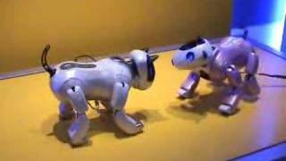 Genibo Dog Robot  ROBORAMAinfo [upl. by Leirum]