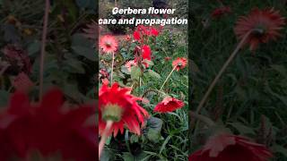 gerberagerberaplantcaregerberapropagationgardentourflowergardeninggardenshortsgerberaflower [upl. by Adnarym]