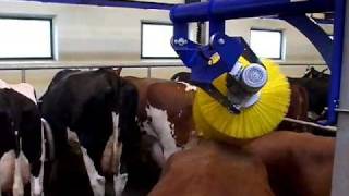 Swinging Cow Brush  DeLaval Automated Milking Solutions  DeLaval [upl. by Blain454]