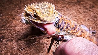 Bearded Dragon eating Dragonflies [upl. by Atinor]