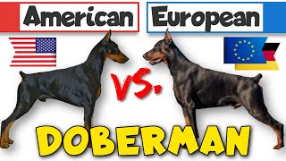 Behavior Differences Between American and European Dobermans [upl. by Letitia831]