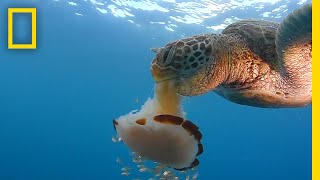 See a Sea Turtle Devour a Jellyfish Like Spaghetti  National Geographic [upl. by Chantalle]