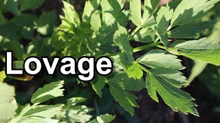 A USEFUL Herb You Are Probably NOT Growing Growing Lovage [upl. by Sotnas934]