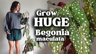 Easy Begonia Plant Care How I Grow My Tall Begonia [upl. by Ynnattirb]