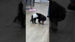 Walking around the Xfinity store like a boss 😎 dogsofyoutube dogs cuteanimals mybff puppy [upl. by Cirek]