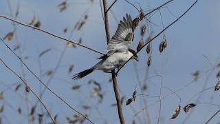 Loggerhead Shrike slips around on perch when wind blows [upl. by Randee]