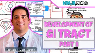 Gastrointestinal  Development amp Embryology of the GI Tract Part 2 [upl. by Naeloj]