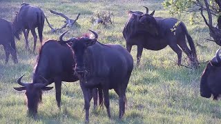 Blue wildebeests Connochaetes taurinus grazing at Djuma Waterhole [upl. by Brita]