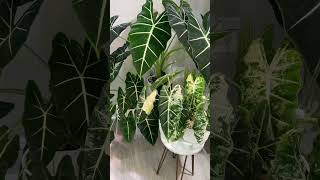 Moved my Alocasia micholitziana to this corner 🤩 plants indoorplants alocasia [upl. by Enyrhtak]