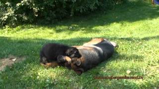 Chiots berger allemand a Lady et ceux de Harley [upl. by Hippel972]