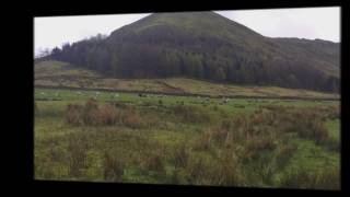 Herdwick Sheep Lake District in Beautiful Scenery [upl. by Aman152]