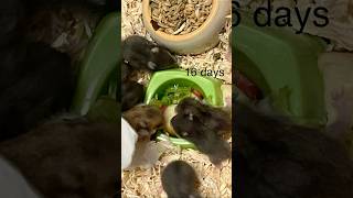 116 days old hamster goldhamster [upl. by Lieberman]