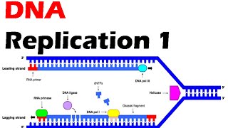 DNA replication 1  process of DNA duplication [upl. by Raval657]