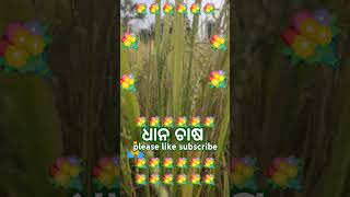 Barso pehele thi ଧାନ ଚାଷ shortsvideoyoutubeviralvideo [upl. by Lorola]