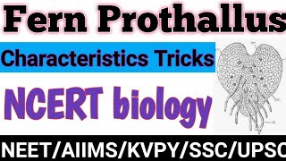 FernProthallusCharacteristic of ferns prothallusTrick to learn fern prothallusClass11NEETNCERT [upl. by Eillil]