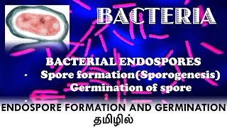 Bacterial endospore formation  Sporulation  Sporogenesis  Germination of endospore  தமிழில் [upl. by Eissed]