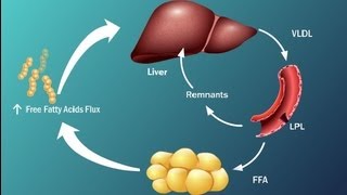 Fatty Acids and Disease in Type 2 Diabetes [upl. by Slerahc]