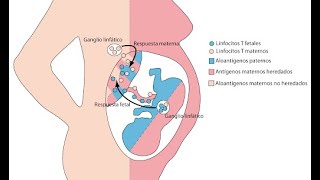 Desarrollo inmunológico [upl. by Retsevel]