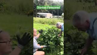 You need food figtree sustainablefarming pruning organicfarming shorts PawpawSammyAlyBug [upl. by Matteo611]