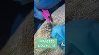 IMPACTED HAIRS ON DOG [upl. by Natsirc]