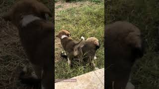 Adorable Puppies Play Fighting  Cutest Playtime Ever [upl. by Aehcsrop]