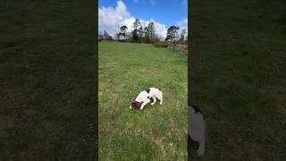 Springer Spaniel Puppy Hunting gundogtraining puppy dogtraining [upl. by Irtak]