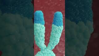 Epitalon Debunking Telomere Extension Claims [upl. by Xaviera814]